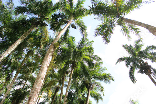 Low angle shot of royal palm trees in warm sunlight photo