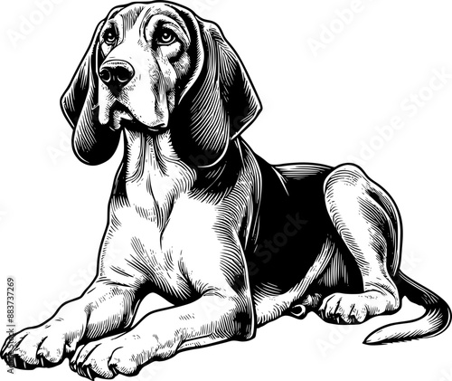 Hound dog vector illustration 