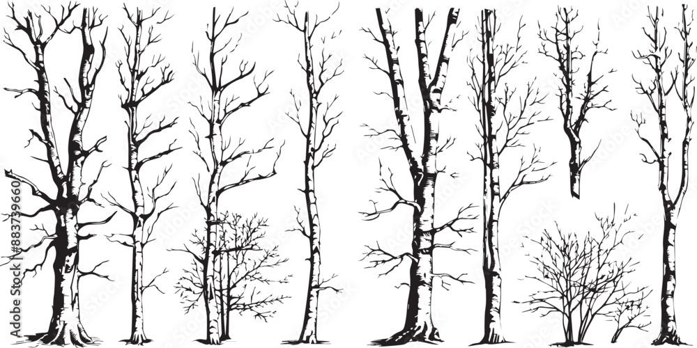 birch poplar silhouettes birch poplar silhouettes
