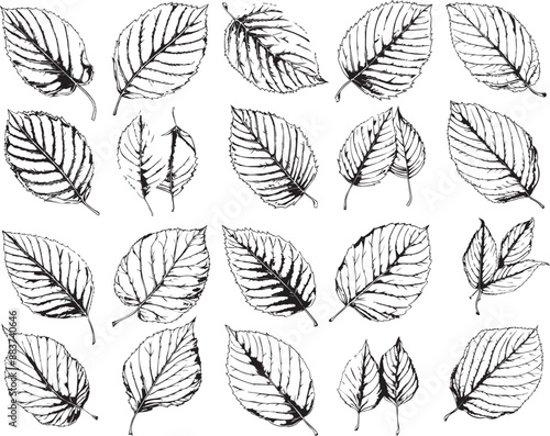 beech leaf silhouettes