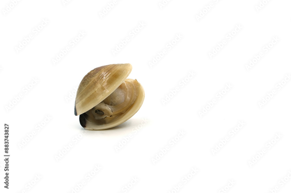 Closed up fresh baby clams, venus shell, shellfish, carpet clams, short necked clams, as raw food from the sea are the seafood ingredients. fresh clams Background. seafood.Isolated on white background Closed up fresh baby clams, venus shell, shellfish, carpet clams, short necked clams, as raw food from the sea are the seafood ingredients. fresh clams Background. seafood.Isolated on white background