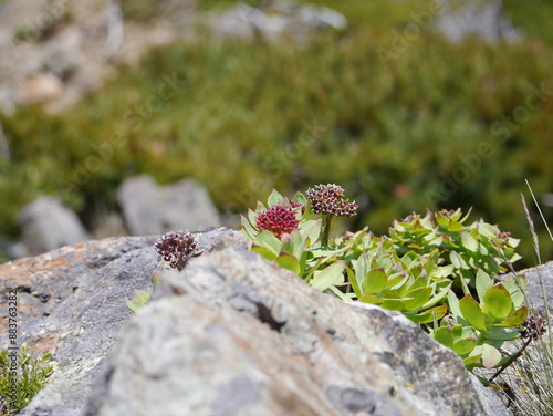 南アルプス「塩見岳」の高山植物 photo