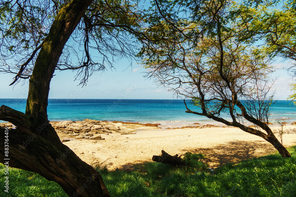 A tree stands in front of the beach, facing the ocean A tree stands in front of the beach, facing the ocean