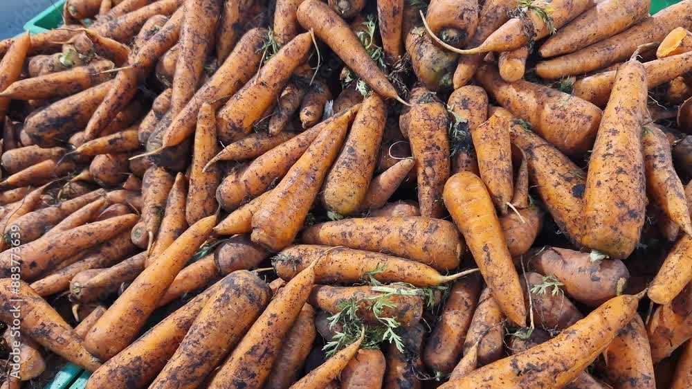 Selling carrots in a store, supermarket or indoor market. Carrot close-up. Plastic boxes with carrots in a store. Vegetables Selling carrots in a store, supermarket or indoor market. Carrot close-up. Plastic boxes with carrots in a store. Vegetables