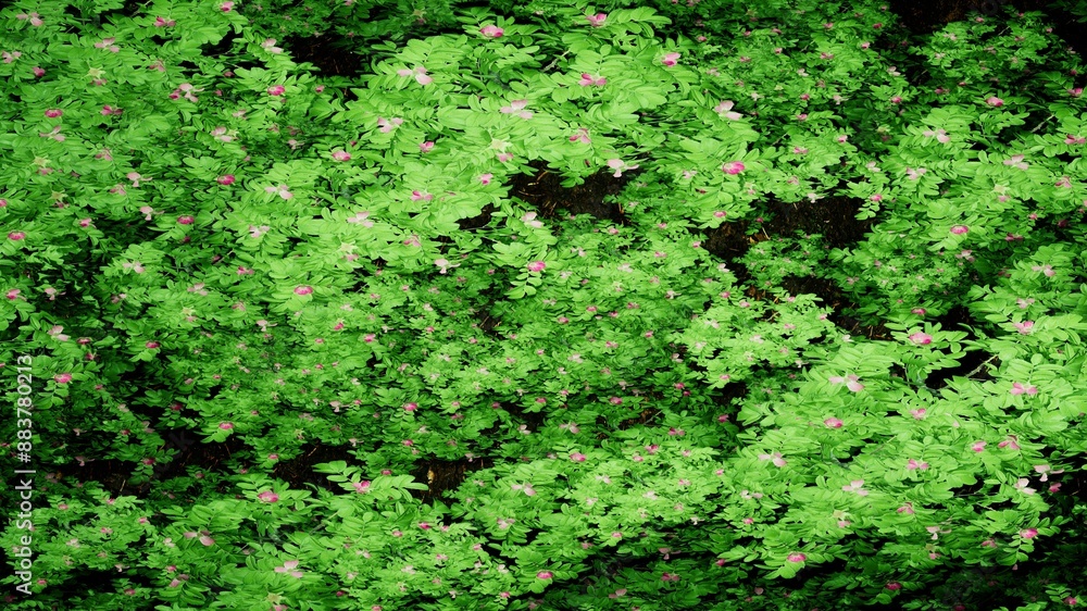 3D Render Rose Hip Green Plant Background 3D Render Rose Hip Green Plant Background