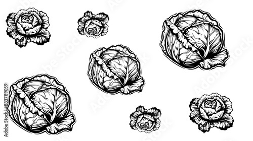 Outline hand drawn set of vegetables. Cabbage, broccoli, cauliflower, Chinese cabbage and Brussels sprouts.vector collection of cabbage silhouettes

