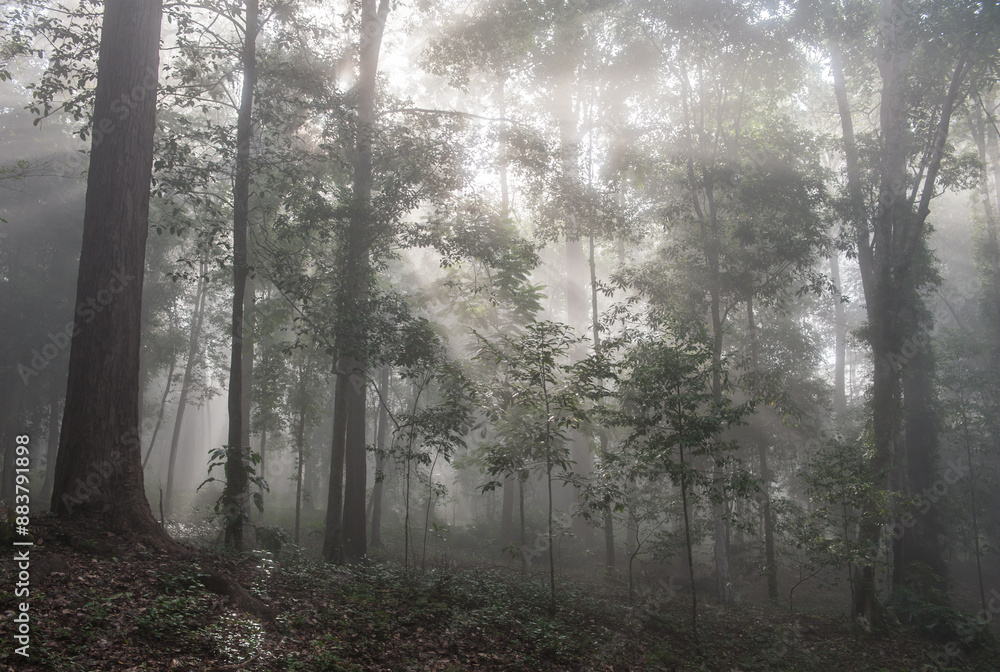Fototapeta premium Morning fog in the forest