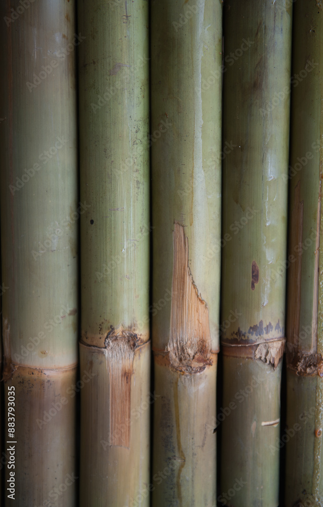 Obraz premium Bamboo partition wall, a natural material