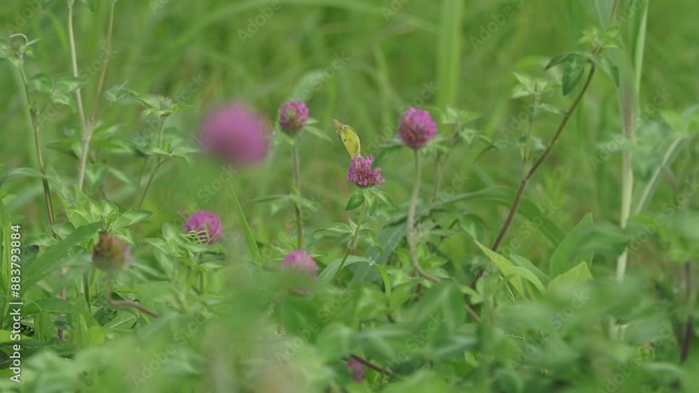 ムラサキツメクサの蜜を吸うモンキチョウ ムラサキツメクサの蜜を吸うモンキチョウ