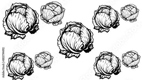 cabbage silhouette, cabbage outline, cabbage icon, cabbage symbol, cabbage graphic