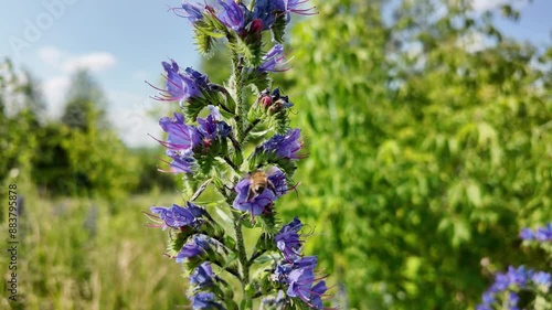 Close-up of blooming honey plants with purple blueweed flowers (Echium vulgare) and a bee collecting nectar on the edge of a summer forest. Selective focus. photo