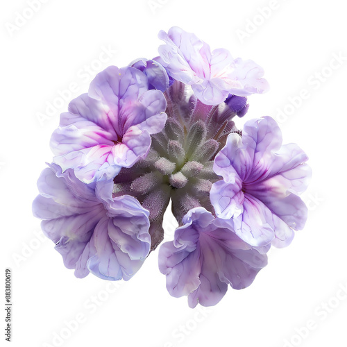 Close-up of a vibrant purple Geranium flower with delicate petals, showcasing intricate details against a white background.