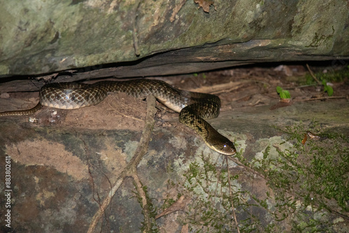 Yellow-spotted Keelback (Fowlea flavipunctatus)
 photo