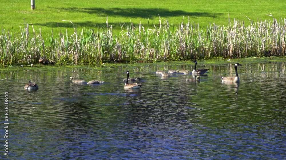 Family of Canadian geese and their goslings enjoying the summer at a lake in Canada Family of Canadian geese and their goslings enjoying the summer at a lake in Canada