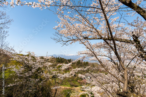 花見山公園の桜