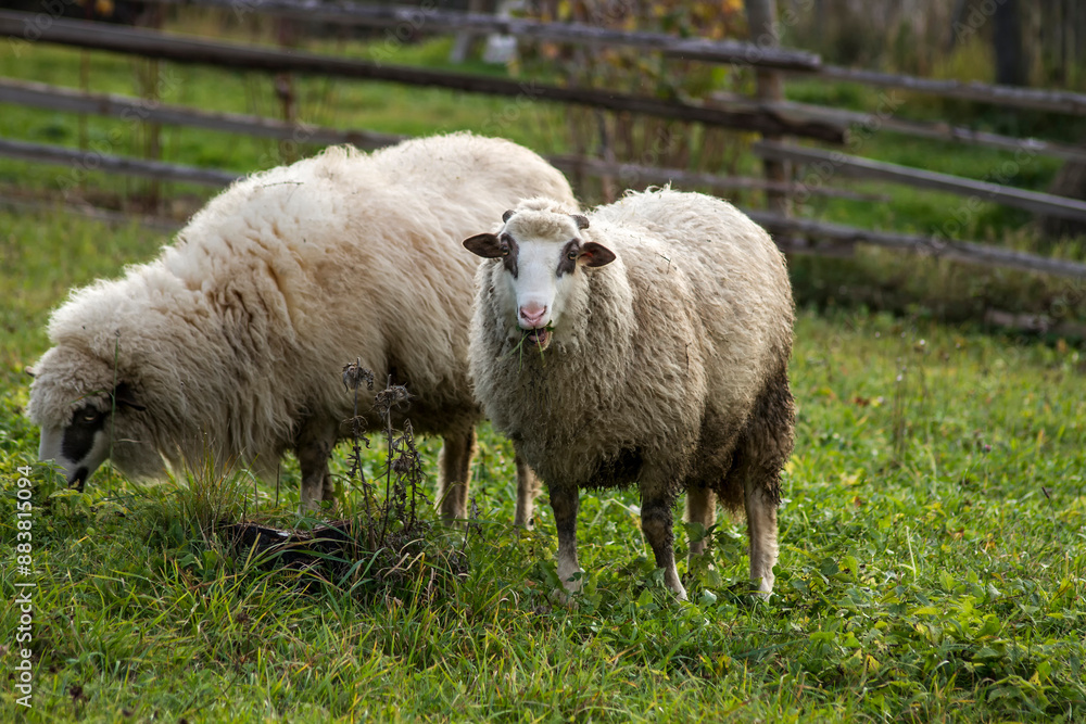 Obraz premium sheep and lambs