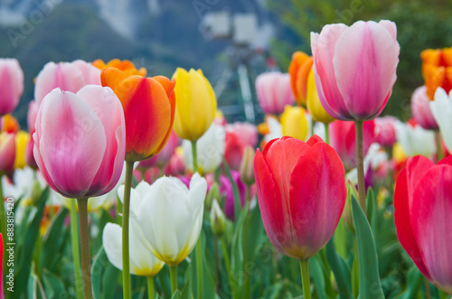 Tulip garden at  Hitsujiyama Park in Chichibu, Saitama prefecture, Japan. photo