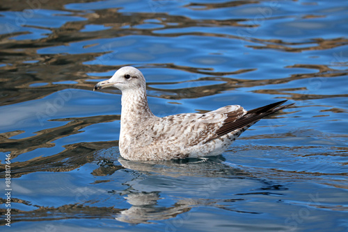 Larus cachinnans Caspian Seagull sea photo