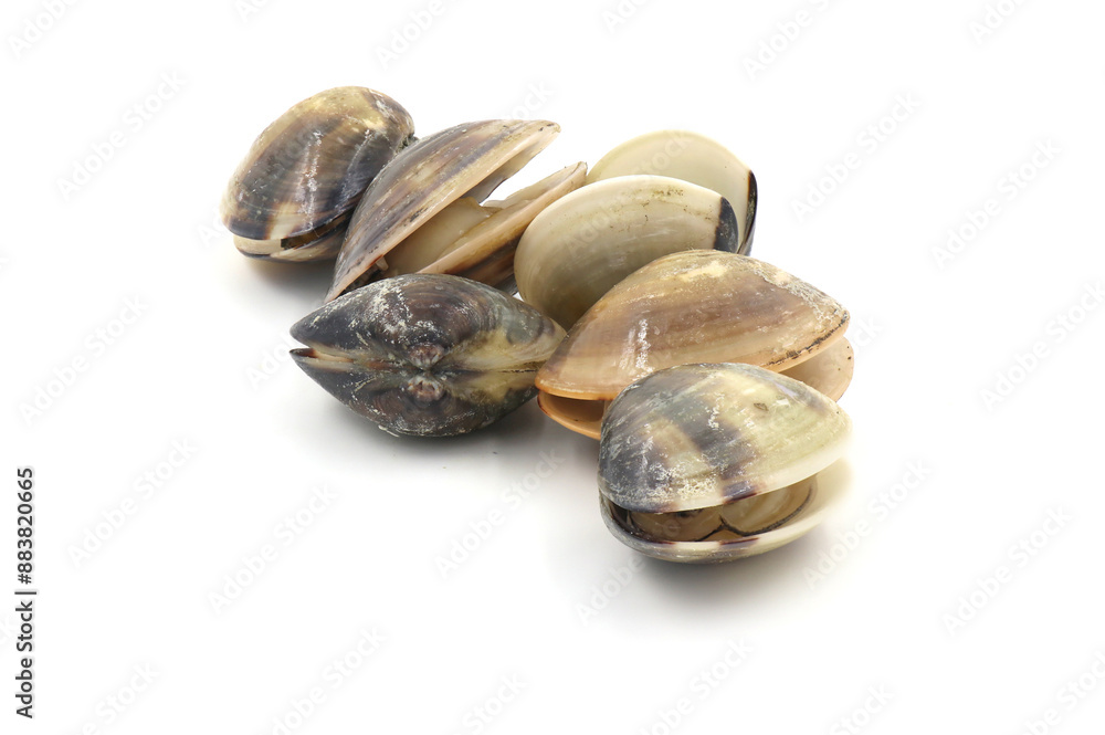 Closed up fresh baby clams, venus shell, shellfish, carpet clams, short necked clams, as raw food from the sea are the seafood ingredients. fresh clams isolated on white background. Closed up fresh baby clams, venus shell, shellfish, carpet clams, short necked clams, as raw food from the sea are the seafood ingredients. fresh clams isolated on white background.