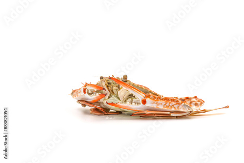 Steamed Blue Crabs on the white background photo