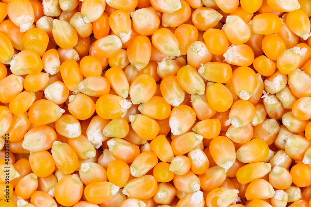 Texture of yellow maize or corns seed grains.Corn is a plant that provides very high carbohydrates.Control blood sugar levels to be stable. Texture of yellow maize or corns seed grains.Corn is a plant that provides very high carbohydrates.Control blood sugar levels to be stable.