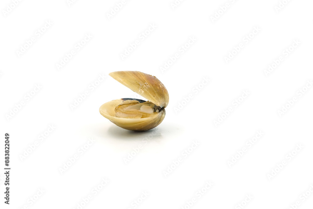 Closed up fresh baby clams, venus shell, shellfish, carpet clams, short necked clams, as raw food from the sea are the seafood ingredients. fresh clams Background. seafood.Isolated on white background Closed up fresh baby clams, venus shell, shellfish, carpet clams, short necked clams, as raw food from the sea are the seafood ingredients. fresh clams Background. seafood.Isolated on white background