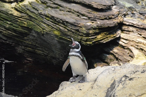 little penguin on the rock photo