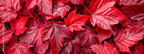  A tight shot of red foliage plants, displaying vivid red leaves above and below © Mikus