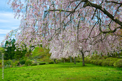 Shidarezakura (Japanese weeping cherry tree) full bloom at Hitsujiyama Park in Chichibu, Saitama prefecture, Japan. photo