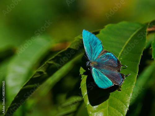 Zephyrus（Favonius taxila） photo