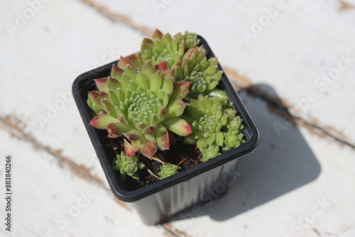 Sempervivum x funckii rojnik Funcka