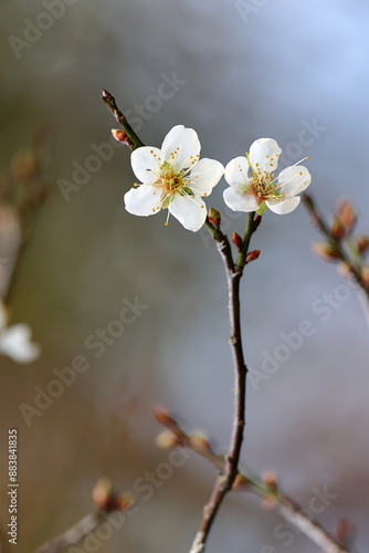 Two White Five-Petal Plum Blossoms on a Thin Branch