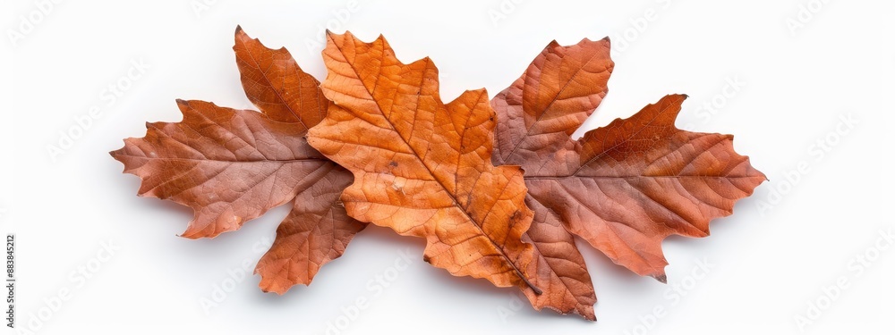 A singular leaf lying flat on a white surface, overlapped by others in the image A singular leaf lying flat on a white surface, overlapped by others in the image