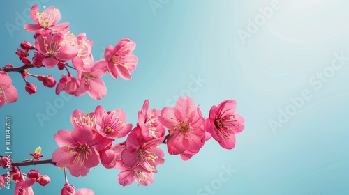 Fototapeta Naklejka Na Ścianę i Meble -  Branch of sakura flowers in vibrant pink against a clear blue sky, perfect for spring-themed designs and backgrounds