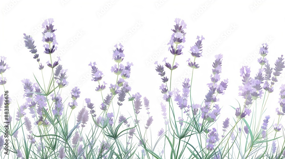 Obraz premium An lavender bush, with slender green stems and clusters of fragrant purple flowers, isolated on a white background. Anime foliage, anime background