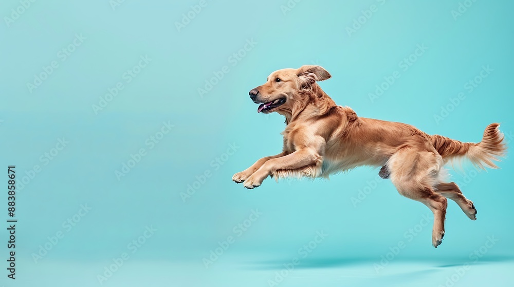 Golden retriever dog running and jumping happily isolated on a blue background
