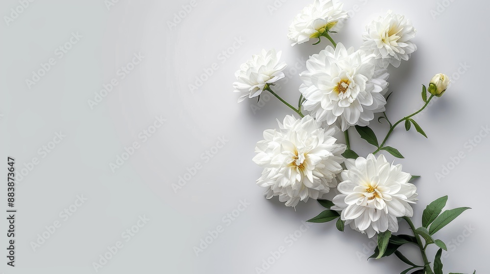White flowers on grey background grief loss coping of mourning. Condolences card. White flowers on grey background grief loss coping of mourning. Condolences card.