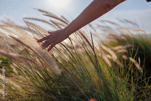 Fotografie The girl runs her hand over the tall grass and touches it while walking through the fields in the sunset light