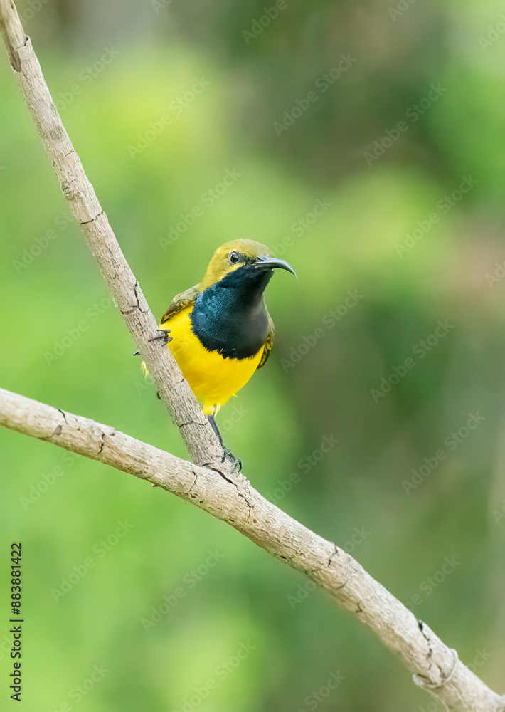 Fototapeta premium Olive backed sunbird (Nectarina Jugularis) perched