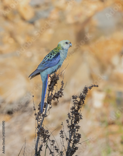  pale-headed rosella (Platycercus adscitus )