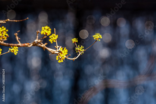 A village landscape covered with yellow Cornus officinalis flowers.