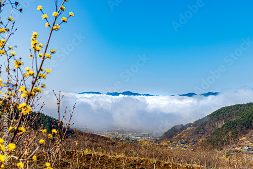 A village landscape covered with yellow Cornus officinalis flowers.
