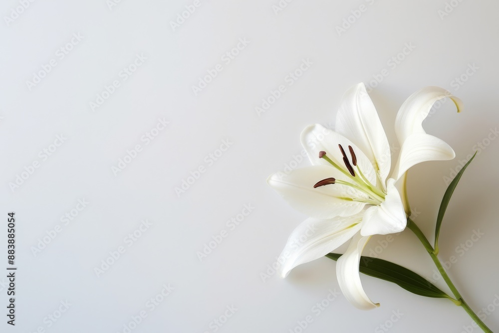 A single white funeral lily with green stems is displayed on a clean white background A single white funeral lily with green stems is displayed on a clean white background
