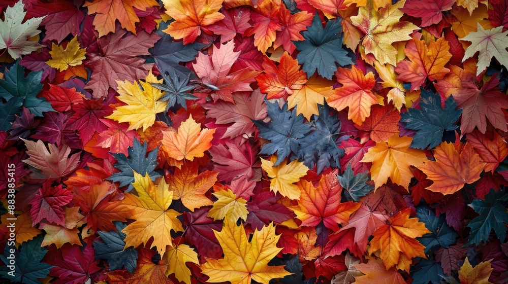 Colorful autumn leaves background. Colorful autumn leaves background.