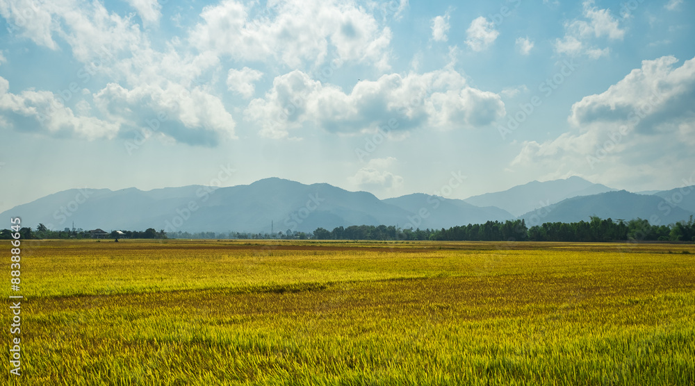 Green Rice field. Ripe rice field landscape on the farm. Rice field before harvest with blue sky. Green Rice field. Ripe rice field landscape on the farm. Rice field before harvest with blue sky.