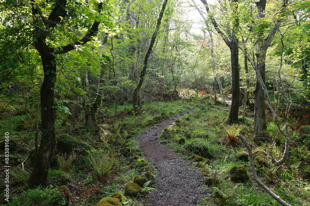 Obraz premium refreshing spring forest with fine pathway