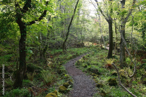 refreshing spring forest with fine pathway