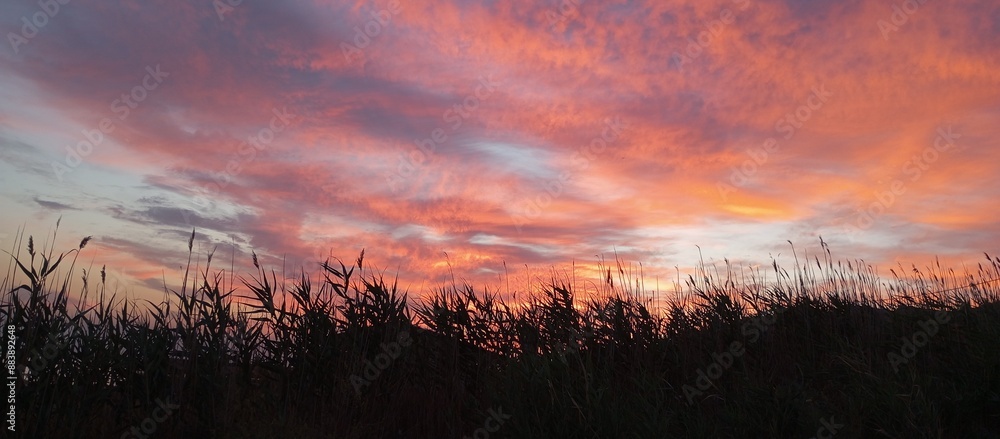 sunset over the field