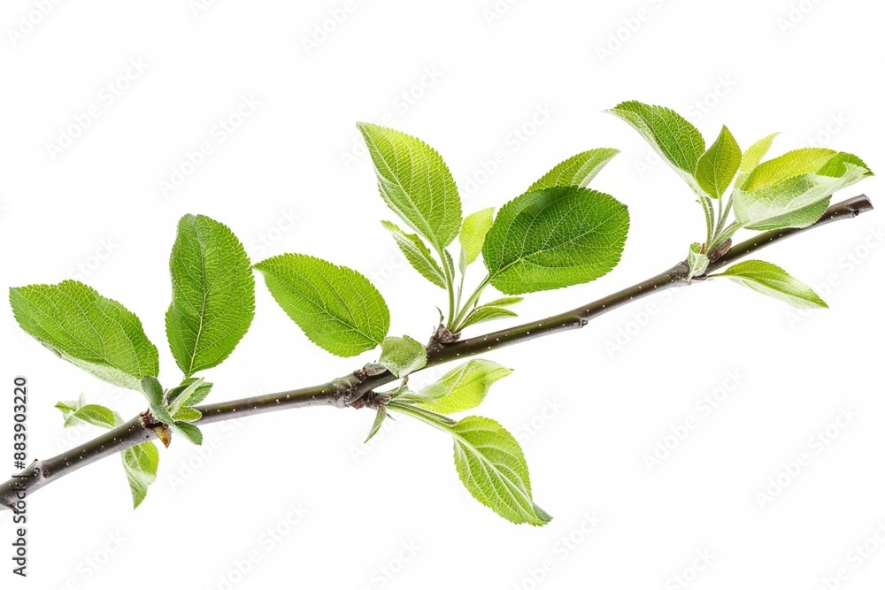 Obraz premium branch with leaves