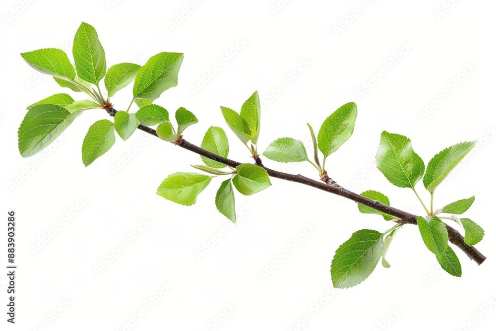 green leaves on white background green leaves on white background